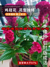 鸡冠花种子四季播开花卉植物室内外阳台易活盆栽绿化观赏花种籽子