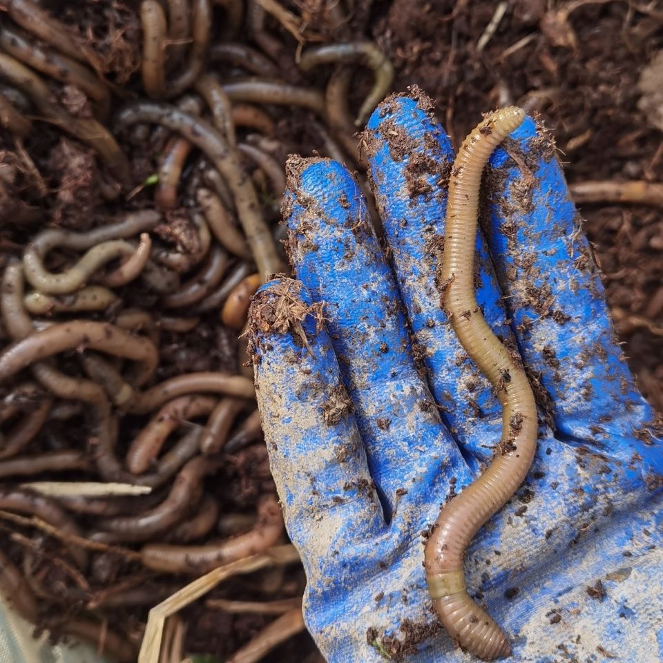 包邮鲜活黑蚯蚓青蚯蚓大蚯蚓超大腥味钓饵钓黄鳝批发新款钓鱼野生