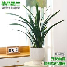 浓香兰花盆栽墨兰企黑报岁兰宽叶兰花苗素心白墨客厅阳台绿植花卉