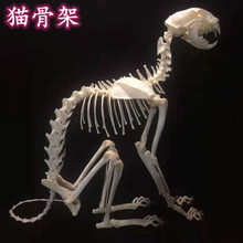 标本狗模型猫骨科器械动物猫骨骼全身真品犬教学模型骨架骨头宠物