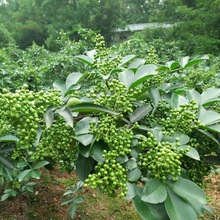 新鲜青花椒四川特产保鲜藤椒特麻椒粒特香湿花椒麻重庆九叶青包邮