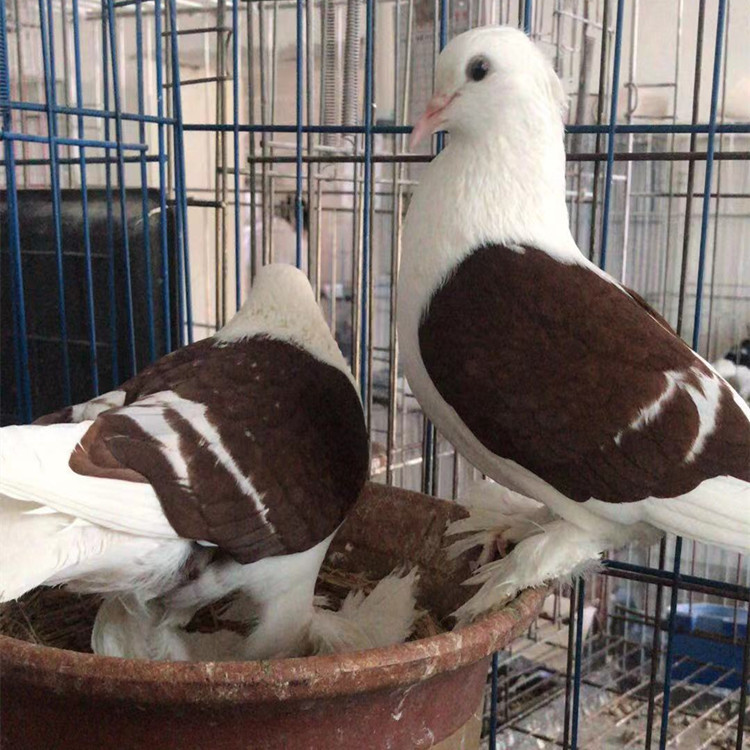 红彩背鸽子  光头红彩背鸽子价格 和田彩背鸽图片 观赏鸽养殖场