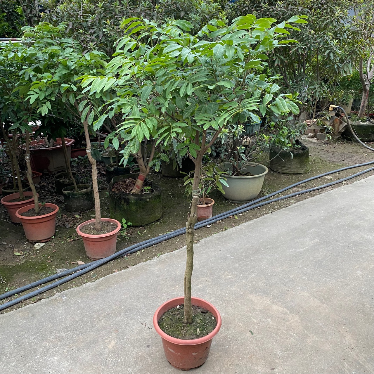 精品龙眼树-阿里巴巴