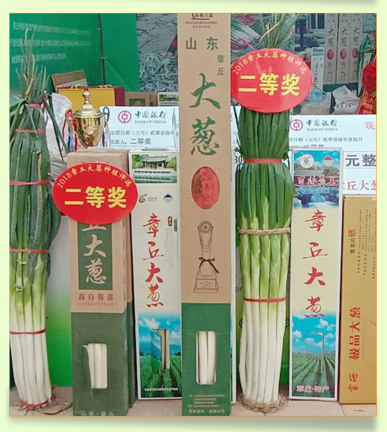 章丘大葱 煎饼卷大葱蘸酱新鲜采摘 章丘农家大葱 礼盒包装