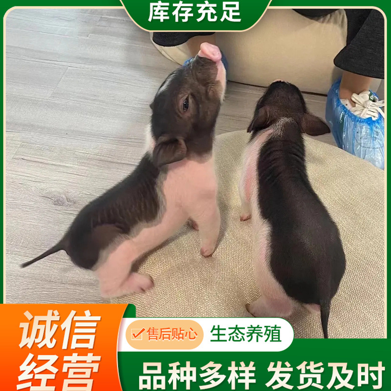 迷你小香猪宠物猪长不大泰国粉色无毛荷兰猪好养萌宠幼崽活猪