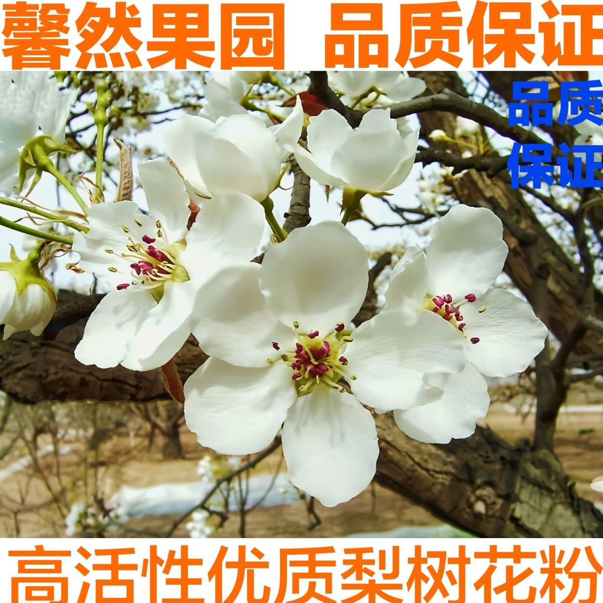 梨花粉(100g纯粉)梨树授粉晚秋黄梨黄花梨翠冠梨圆黄梨皇冠梨等