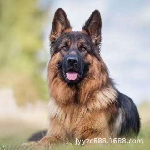 出售德国牧羊犬幼犬活体纯种狼狗警犬幼崽锤系黑背犬弓背德牧幼犬