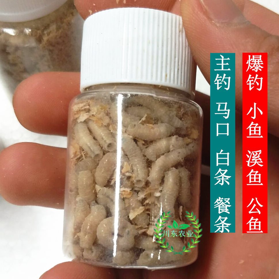 钓鱼活蛆大蛆红色蛆虫活体白蛆钓溪石斑白条溪鱼活虫蛆牙鲜活鱼洪