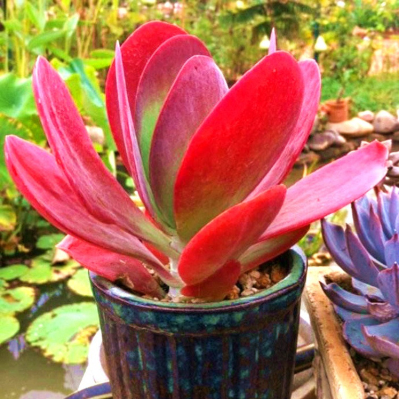 多肉植物唐印大颗巨型多肉大单头稀有贵货精品唐印锦盆栽花卉绿植