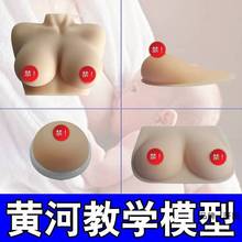 乳房模型教具 催乳师培训 仿真女性假乳房义乳母乳哺乳教学纯硅胶