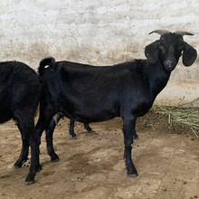 努比山羊价格-最新努比山羊价格,批发报价,价格大全 - 阿里巴巴