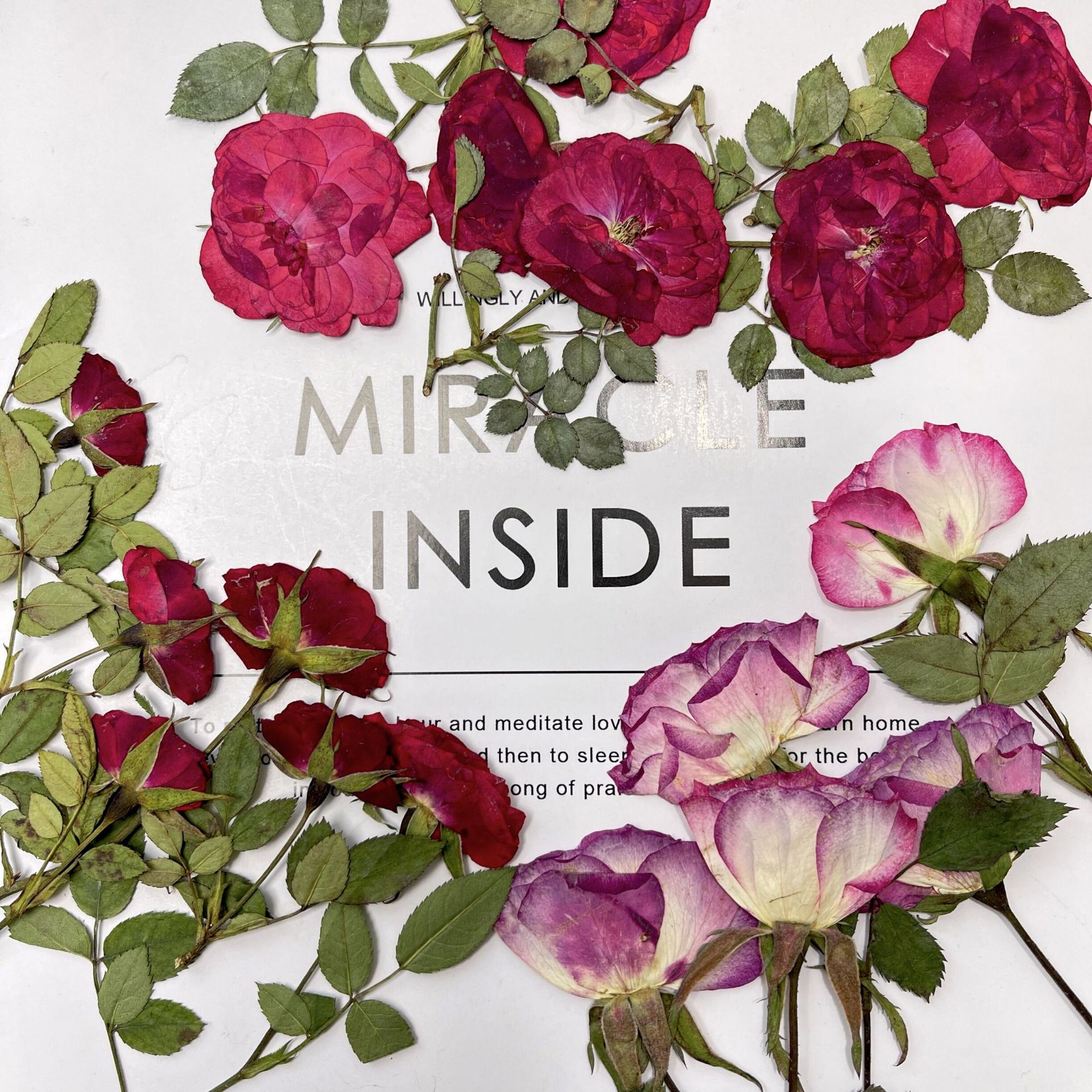 带枝玫瑰干花押花月季真花植物标本 香薰蜡烛台灯罩相框手机壳diy