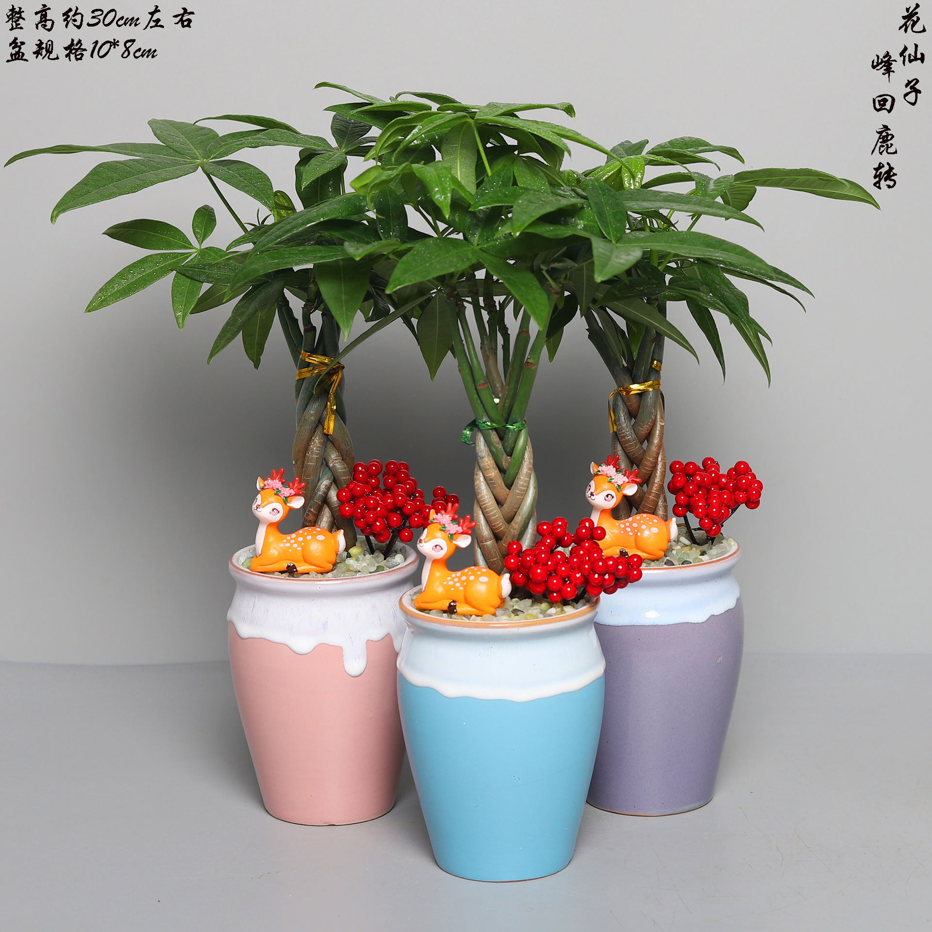 发财树组合盆栽四季常青招财树室内桌面绿植物花卉小盆景净化空气