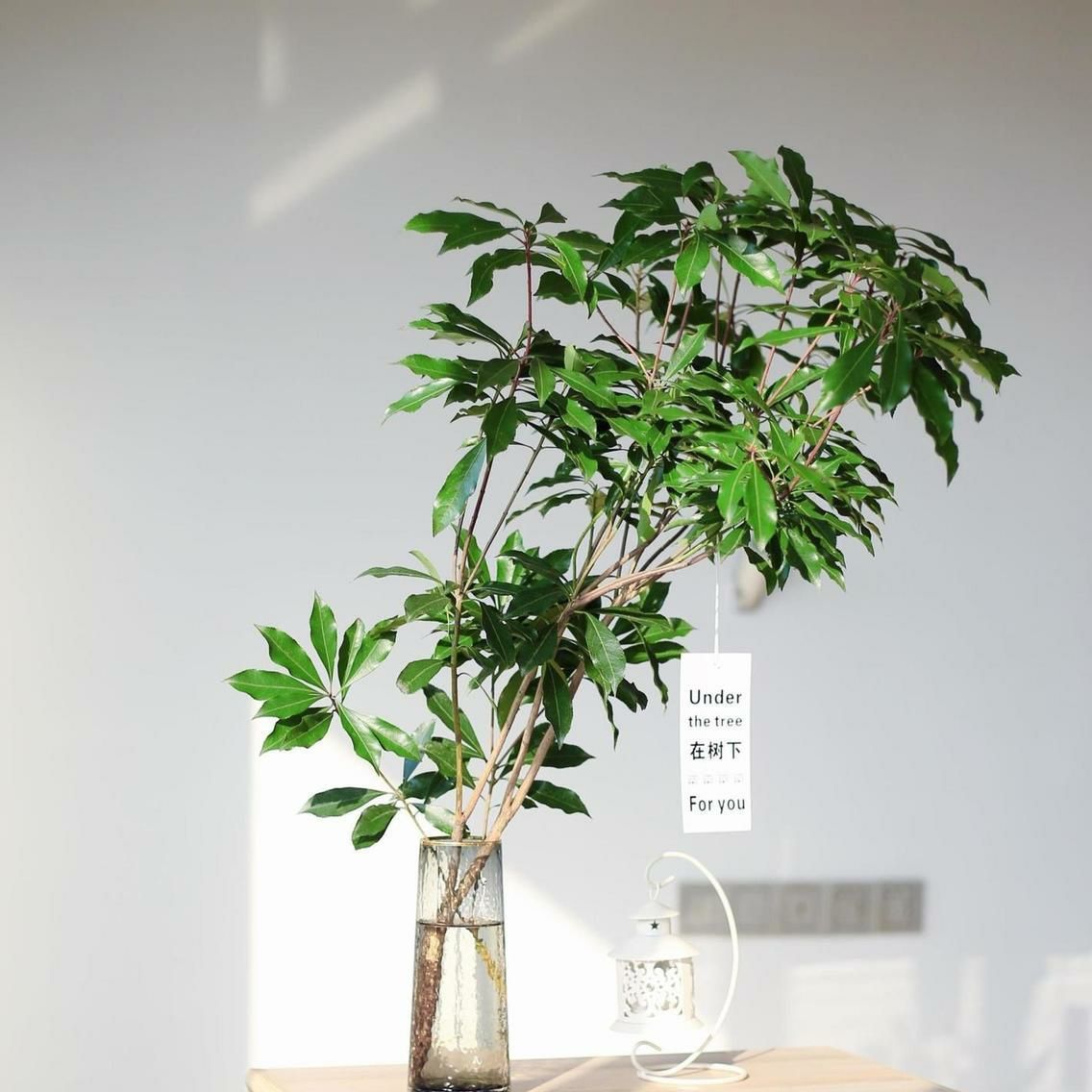 优质马醉木鲜切枝条室内水培植物吊钟盆栽懒人花卉客厅摆件