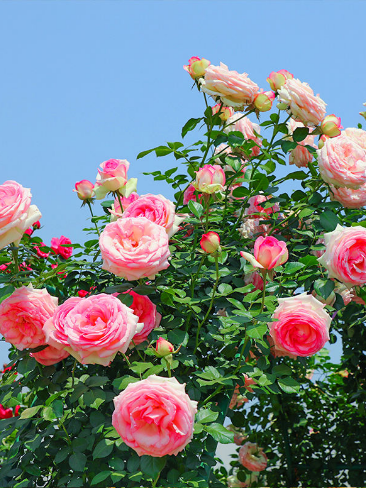 粉色龙沙宝石月季花苗藤本月季爬藤蔷薇花苗庭院爬藤植物四季开花