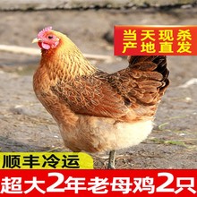 农家散养土鸡3斤老母鸡活鸡新鲜柴鸡肉笨鸡 3斤一只 2只装