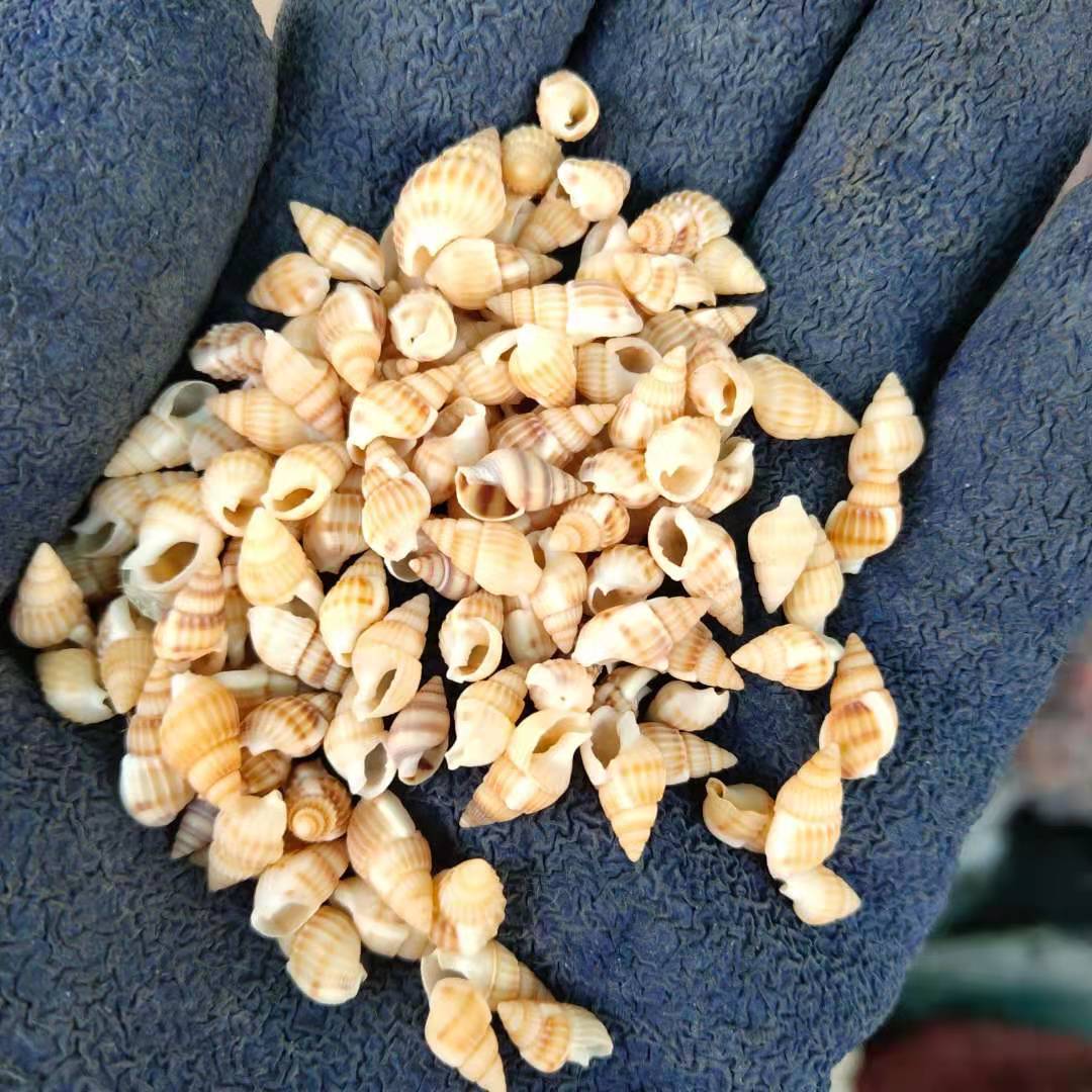 小海螺小贝壳一厘米左右按斤批发 工艺品小米螺