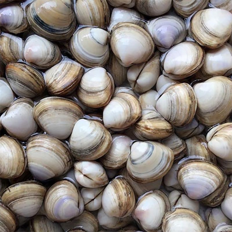 蛤蜊白鲜活白贝连云港特产海鲜水产贝类白蛤野生肉蚬子海厂家批发
