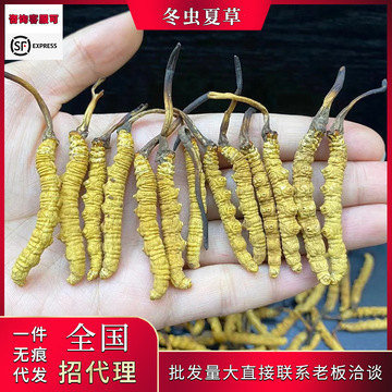 冬虫夏草干虫草 藏区那曲虫草 产地货源西藏青海虫草无断草瘪草