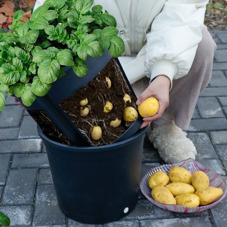 土豆红薯盆特大红薯桶种植阳台种菜种菜盆蔬菜种菜箱家庭花盆