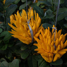 【现摘现发】金华佛手果香橼佛手柑新鲜大佛手果观赏闻香泡茶食用_阿