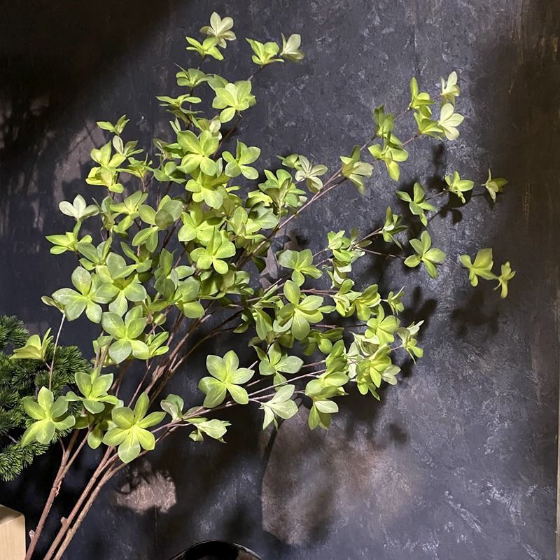 日本多瓣叶 马醉木 网红吊钟大型植物绿叶室内阳台落地装饰摆设