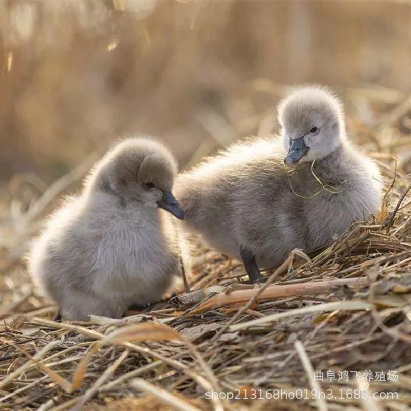 黑天鹅苗脱温活体幼崽黑天鹅三四个月幼崽小黑天鹅出售半大黑天鹅