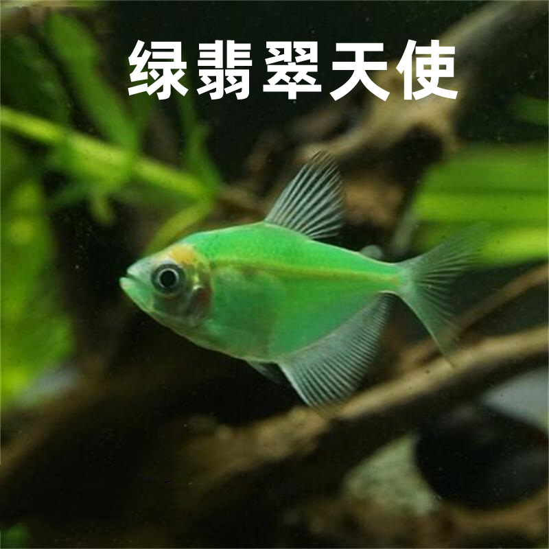 绿翡翠天使绿色热带观赏鱼水族宠物鱼群游鱼可混养绿色天使鱼活体