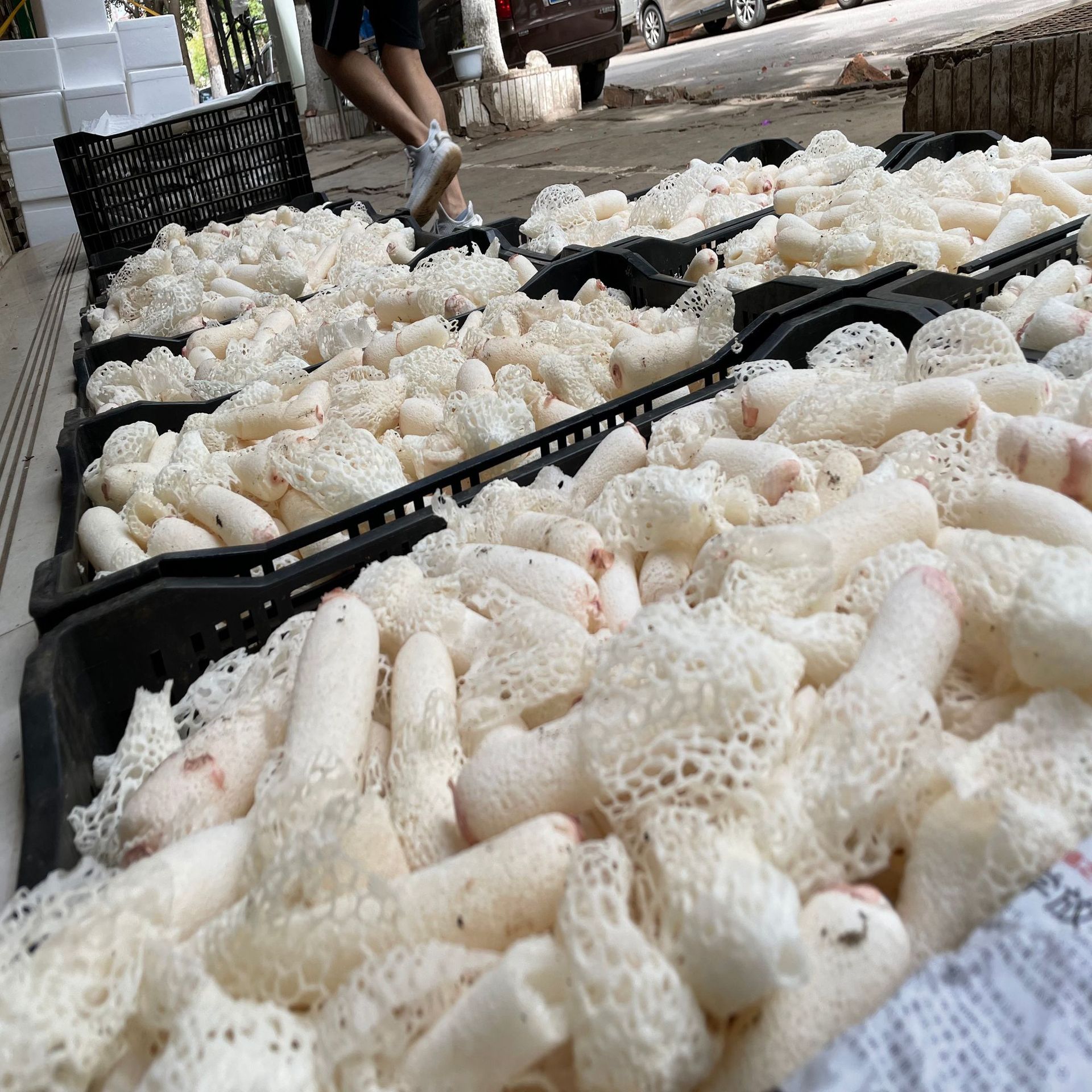 新鲜竹荪花 餐饮食用菌非干货竹荪菌新鲜竹花菌菇现货供应批发