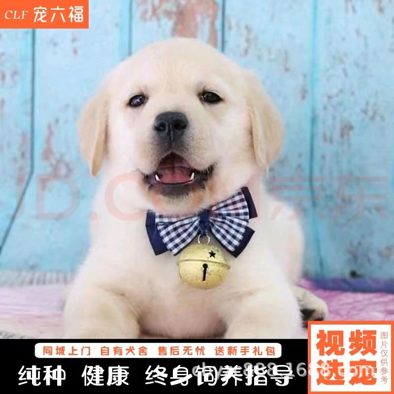 出售纯种拉布拉多活体导盲犬寻回犬活泼机灵悟性高性格温顺宠物狗