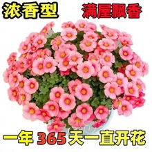 【新手好养】酢浆球根庭院花卉植物阳台室内四季开花好养易活