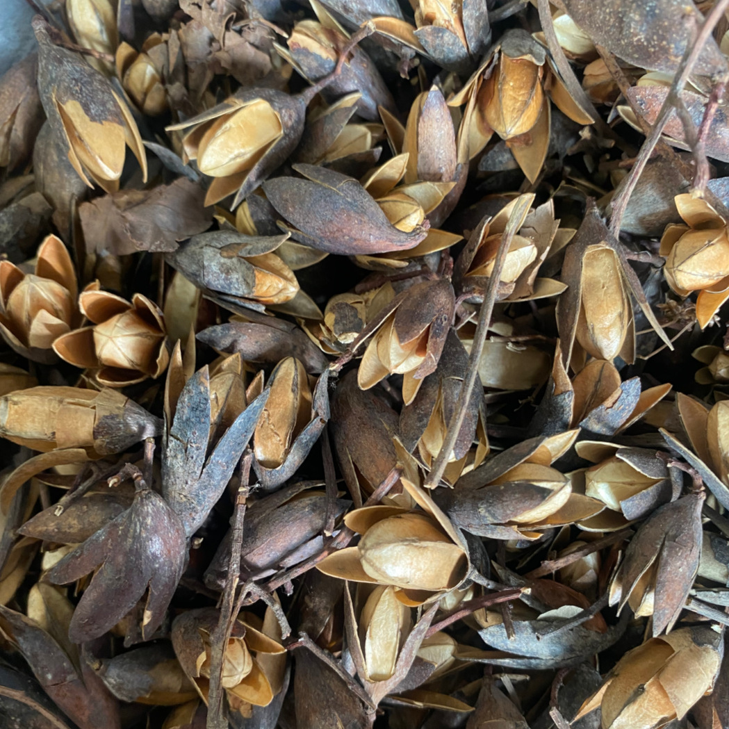 香椿籽 中药材批发香椿果干净无杂量多从优新货可打粉-阿里巴巴