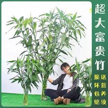 1.5米大粗竹富贵竹水培植物大叶竹转运竹盆栽植物室内绿植花卉养