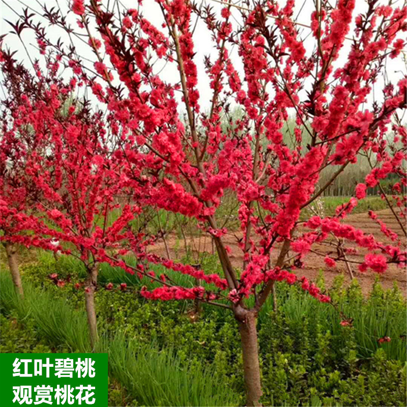 红叶碧桃花树苗别墅庭院耐寒大型风景树彩叶景观树紫叶碧桃树花卉