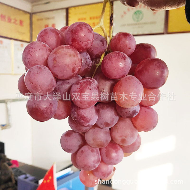 美国红提葡萄苗 红地球 提子 山东平度基地批发北方南方种植树苗