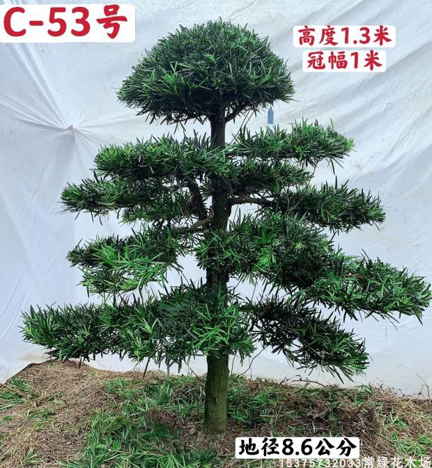 原生中叶罗汉松c区造型树阳台庭院盆栽花卉1-1.5米移植 包邮-阿里巴巴
