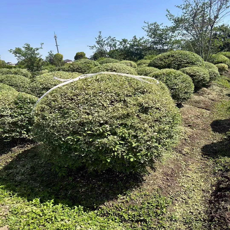 5米银姬小蜡球 彩叶绿化灌木 精品银姬水蜡球批发价格-阿里巴巴