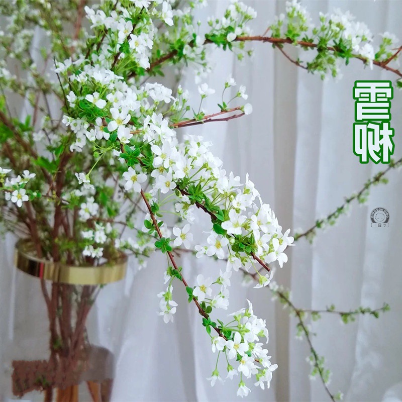 雪柳真花干枝遇水开花鲜切花枝干支花水养喷雪花腊梅红梅插水开花