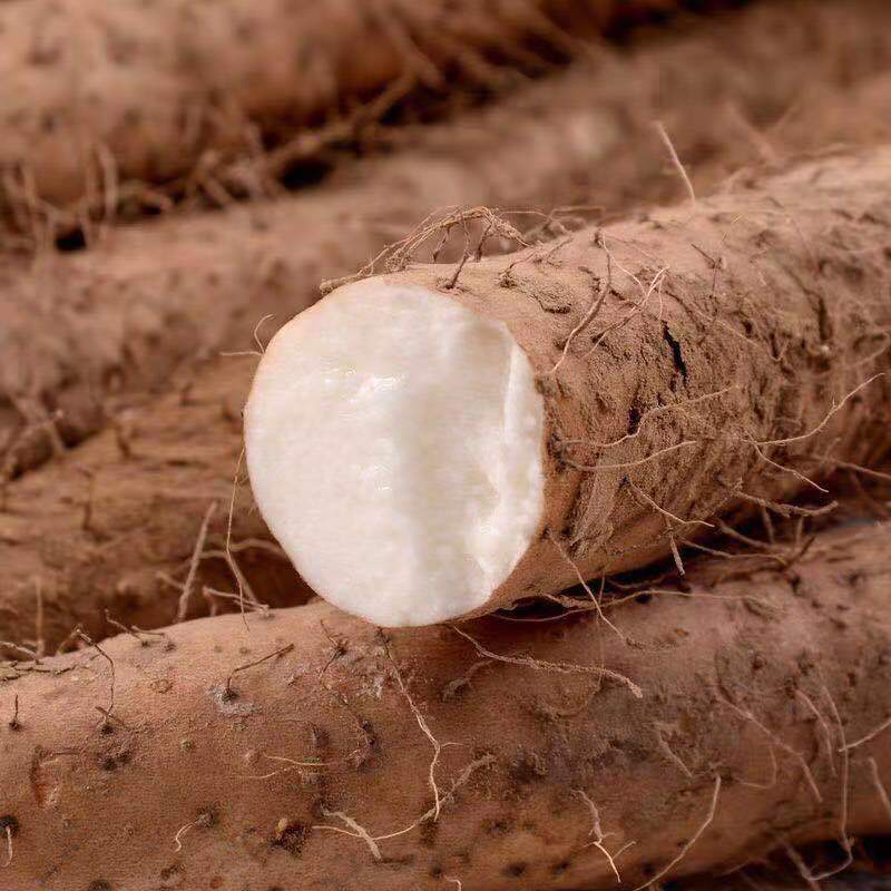 温县铁棍山药5斤装包邮粉糯香甜蠡县山药种植铁棍山药产地直发