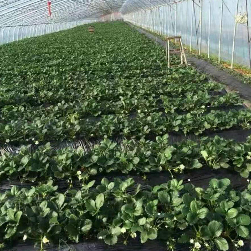 厂家直销四季草莓苗奶油红颜草莓秧大棚种植草莓盆栽当年结果才草