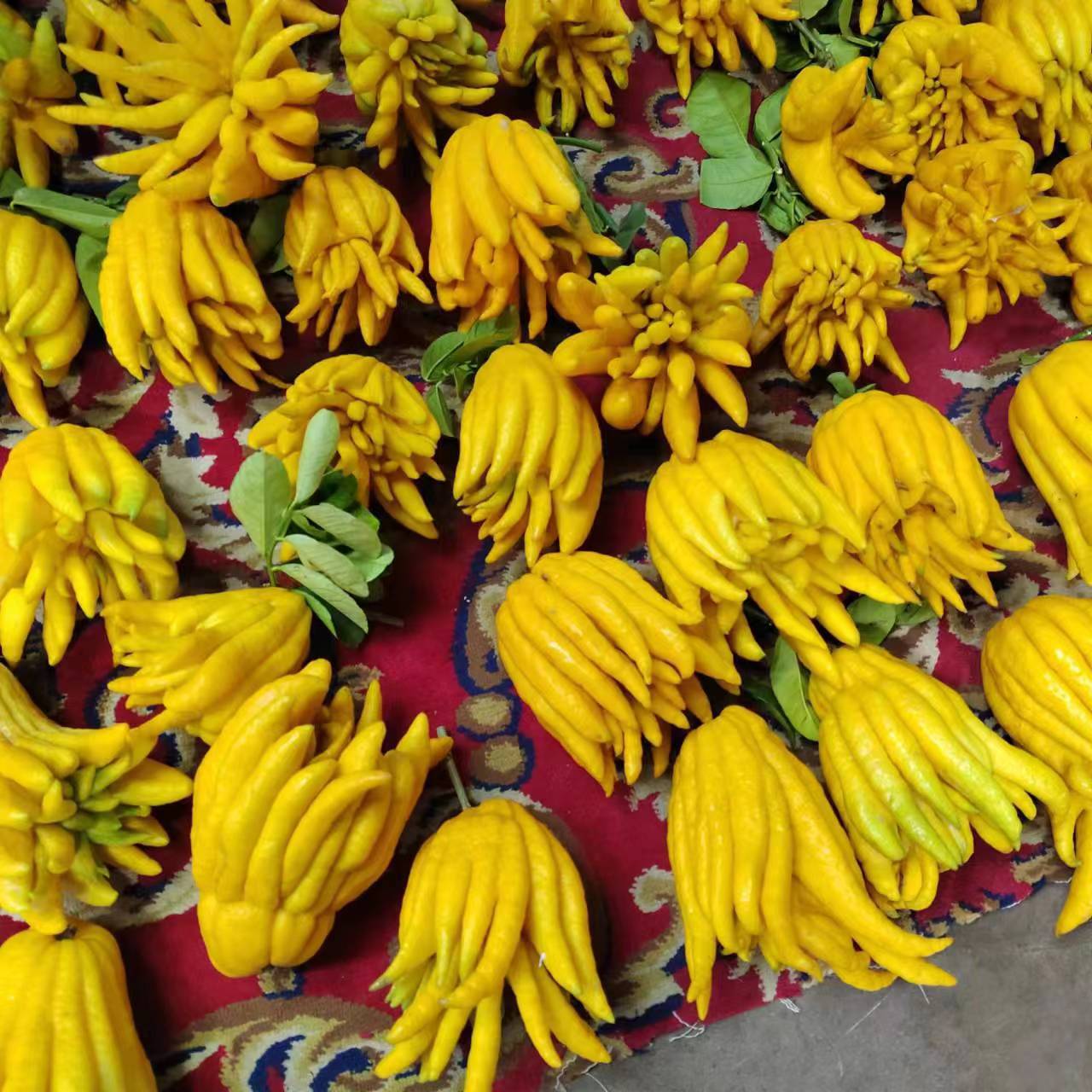 现摘现发云南佛手带枝水养观赏清供佛手柑大佛手瓜果水培新鲜批发