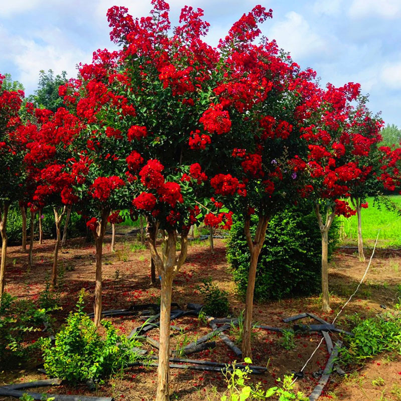 紫薇苗美国红火箭-紫薇苗美国红火箭批发,促销价格,产地货源 - 阿里巴