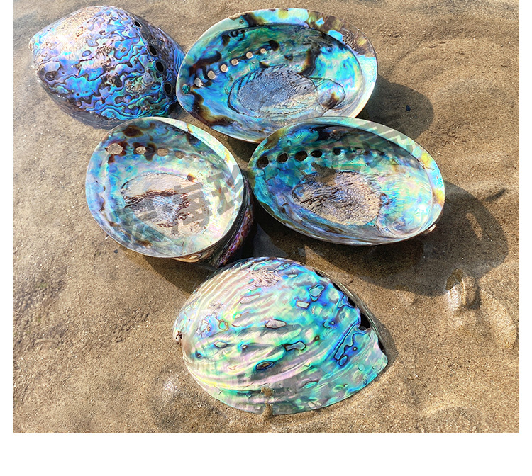 天然彩色鲍鱼贝壳鱼缸水族创意海螺贝壳地中海鲍鱼贝饰品礼批发