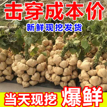 湖北新鲜凉薯9斤农家自种白地瓜小番薯沙葛根红豆薯蔬菜整箱土瓜