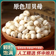 四川原色阿坝川贝母粉500g克正品天然干中药材无硫炖汤原味食用
