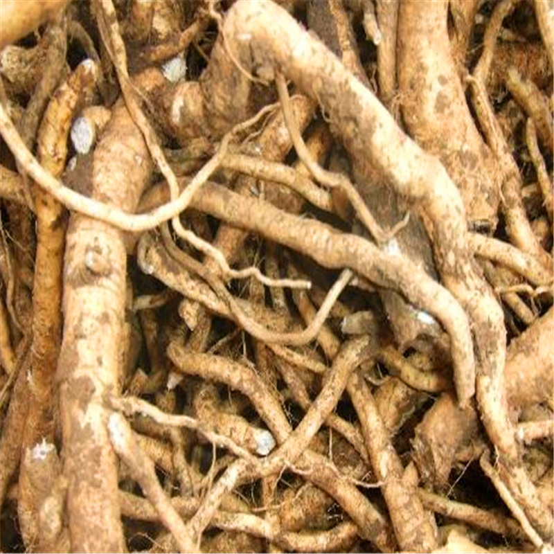 板蓝根种子种植板兰根新种上市套种豆角种子甜玉米种批发工厂