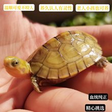 小青龟纯种北石三黄黄喉拟水龟苗金钱草巴西鳄黄缘墨活物招财乌龟