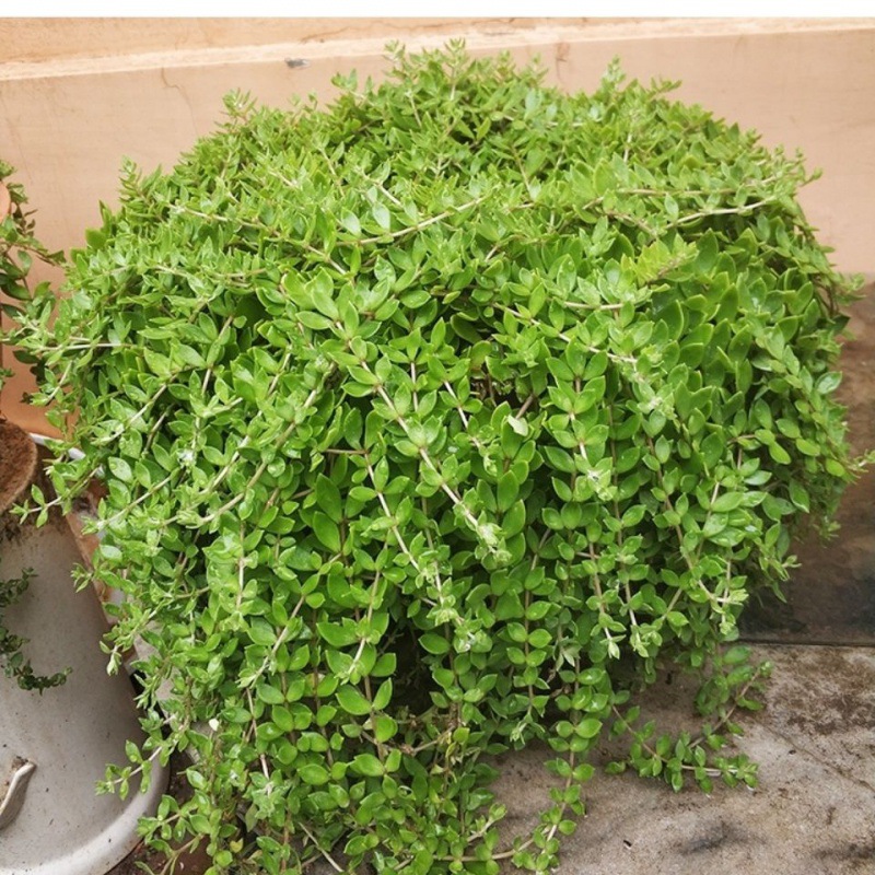阳台垂吊兰批发植物垂盆草盆栽鲜活代发垂盆草绿植垂吊吊植物植物