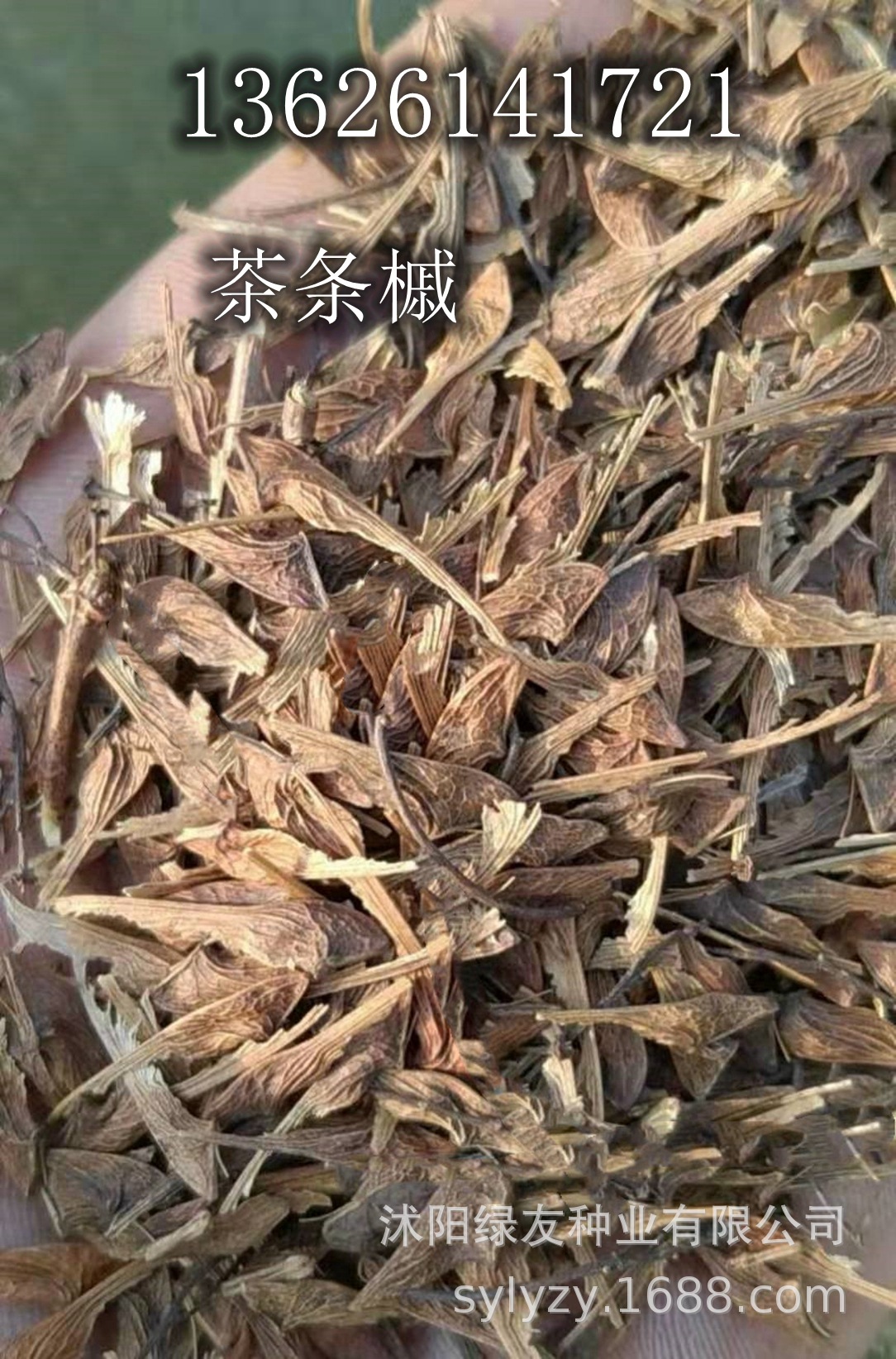 批发观赏落叶灌木或小乔木树子 茶条槭种子 茶条槭树干直 耐寒