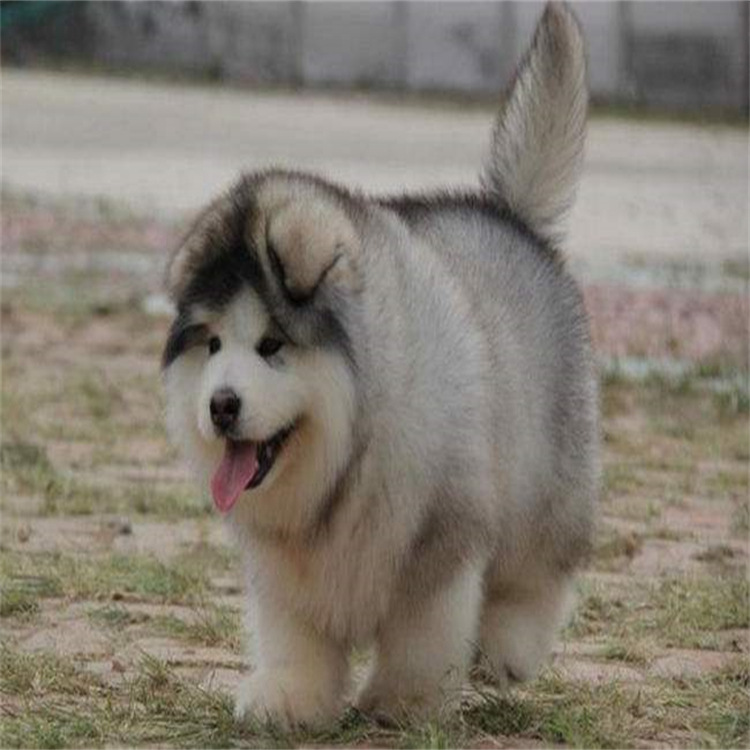 出售熊版阿拉斯加幼犬活体巨型灰桃红棕黑白色雪橇犬家养宠物